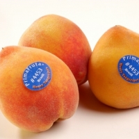  - etiquetas tlaquepaque,zapopan